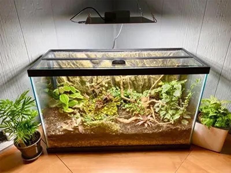 DIY Fish Tank Terrarium by Ohio Tropics