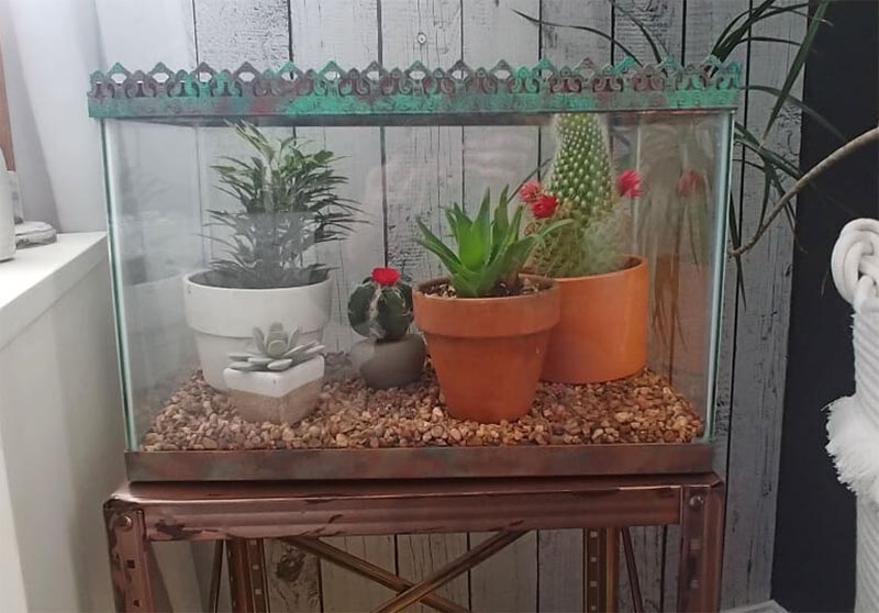 DIY Indoor Cactus Garden by Little Vintage Cottage