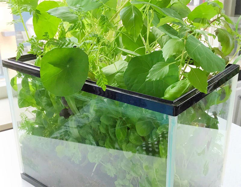 DIY Indoor Herb Garden by Lia Belle