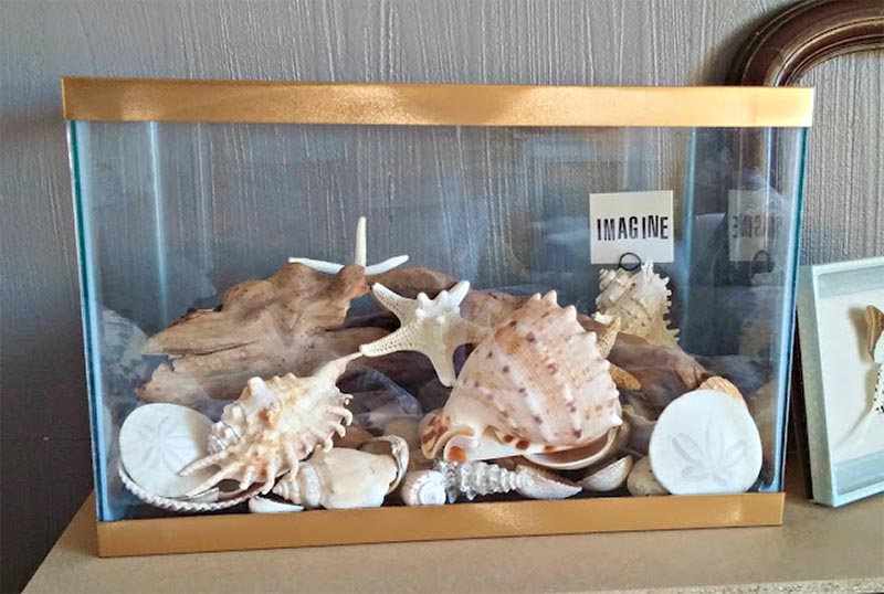 DIY Seashell Collection Display by Little Vintage Cottage