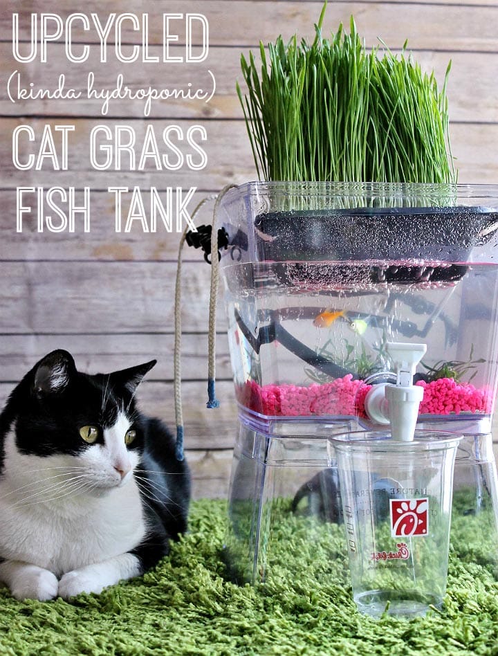 DIY Upcycled Cat Grass Fish Tank by Momma Told Me