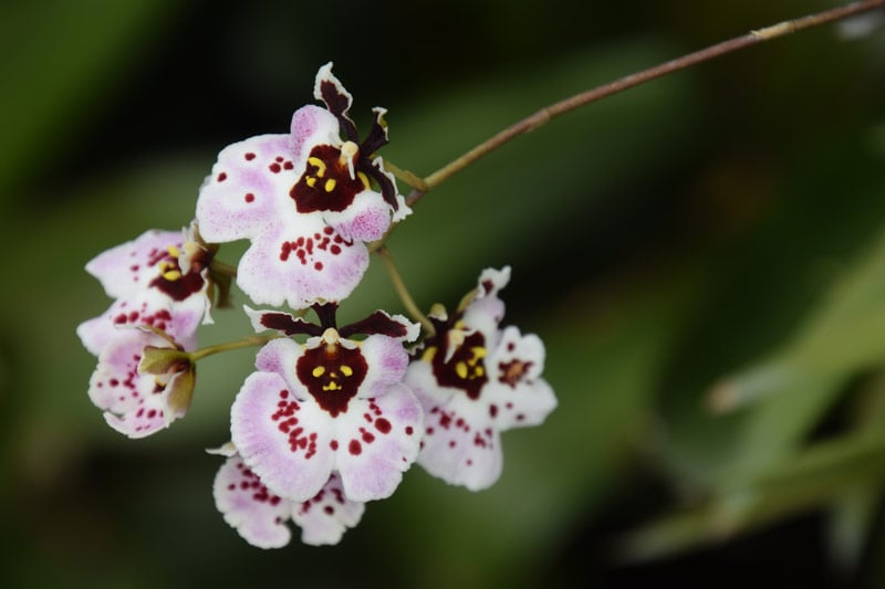 white purple-dotted Dancing Lady Orchid (Oncidium)