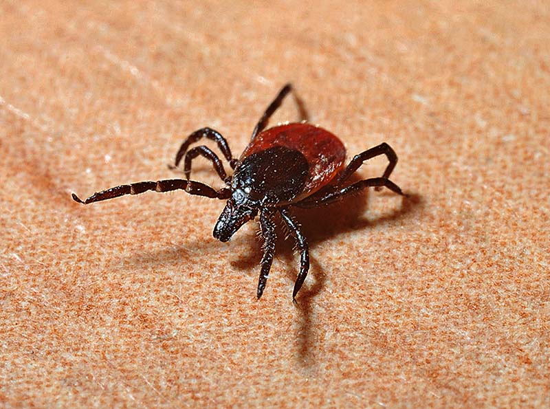Deer Tick