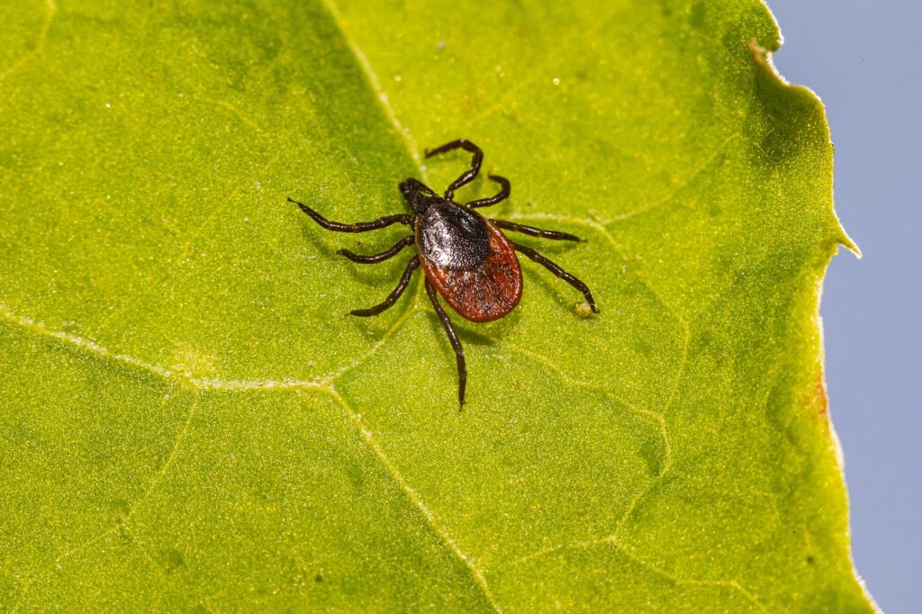 Deer Ticks