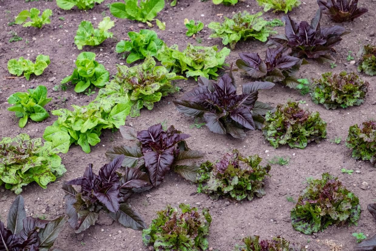 Deer Tongue Lettuce
