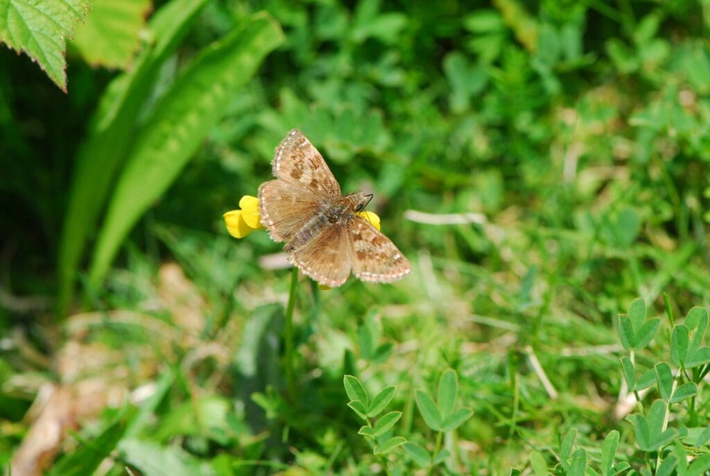 Dingy footed butterfly