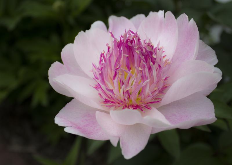Do Tell Peony