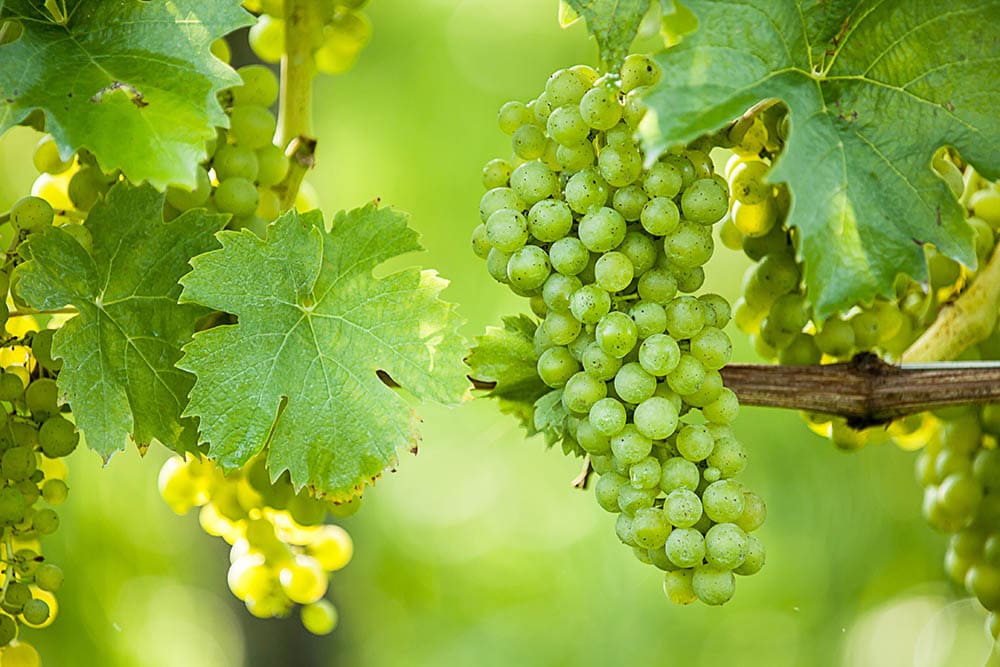 Dominga grape or Vitis Vinifera