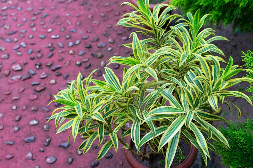 Dracaena