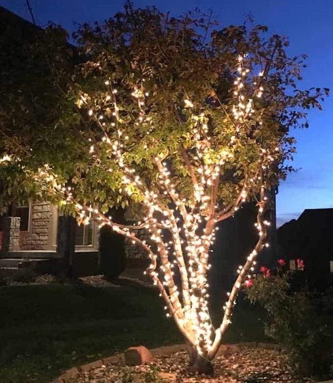 Dress Outdoor Trees for the Season