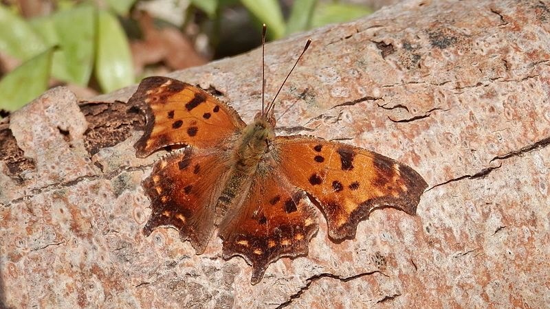 Eastern Comma Butterfly