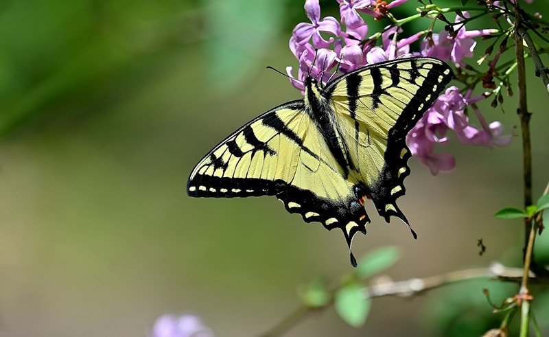 Eastern Tiger Swallowtail