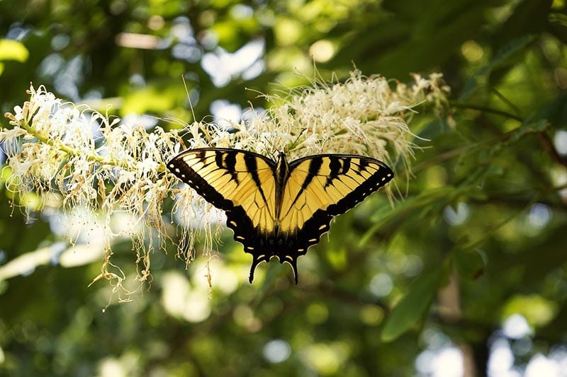 Eastern Tiger Swallowtail