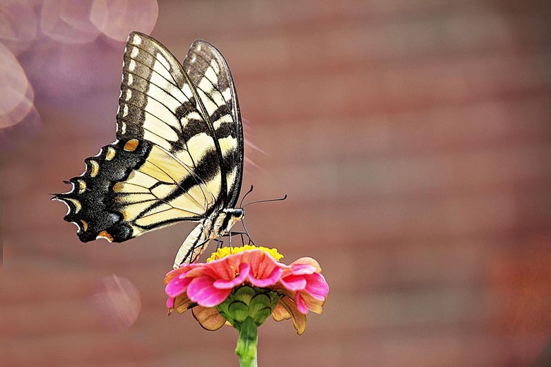 Eastern tiger swallowtail