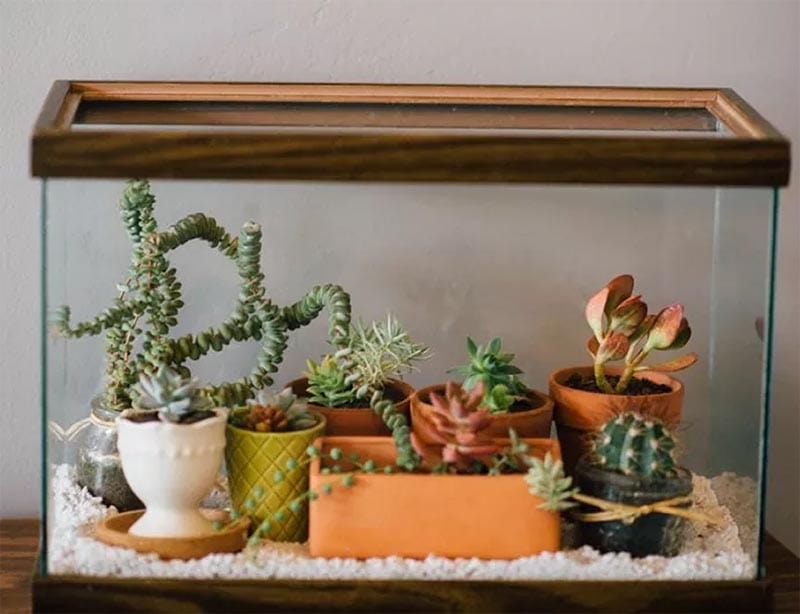 Easy DIY Terrarium from an Old Fish Tank by Hometalk