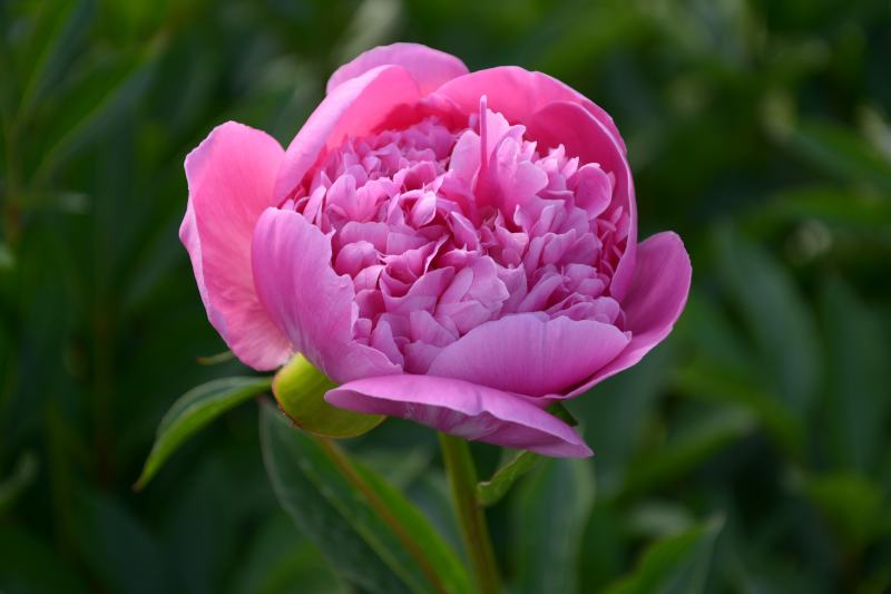 Edulis Superba Peony