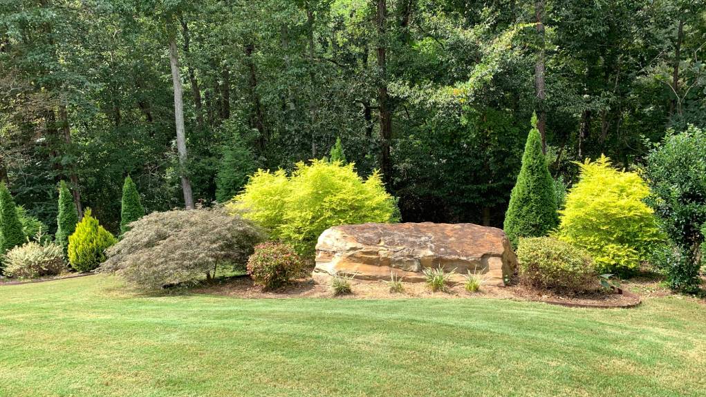 Emerald Green Arborvitae