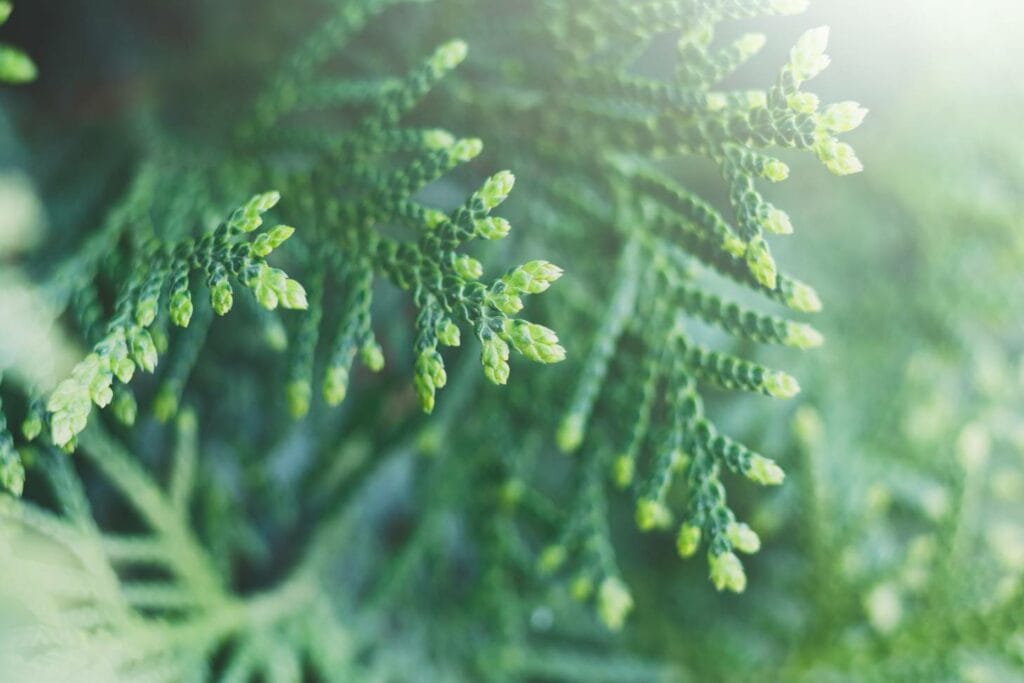 Emerald Green Arborvitae