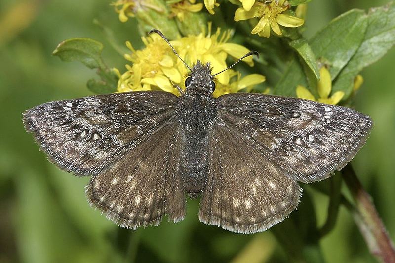 Persius Dusky Wing Butterfly (Erynnis persius persius)