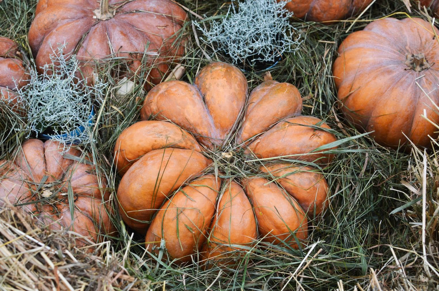 Fairytale Pumpkin