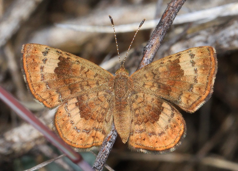 Fatal Metalmark 