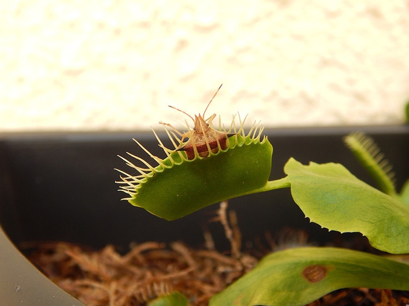 Feeding Venus Flytrap