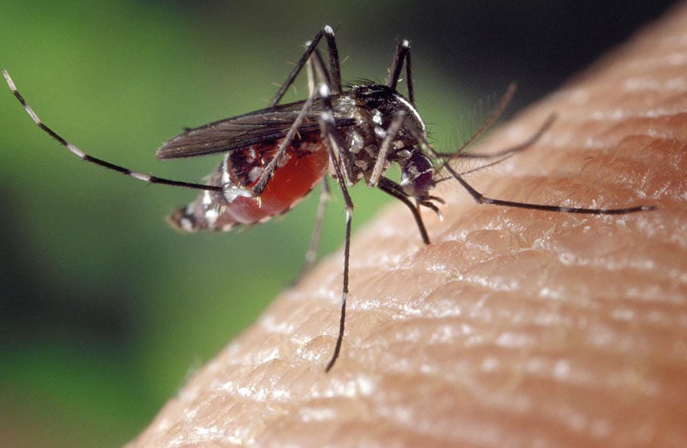 Female mosquito