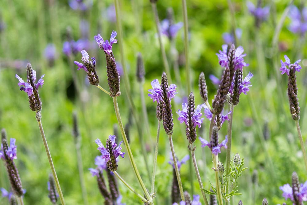 Fernleaf lavender