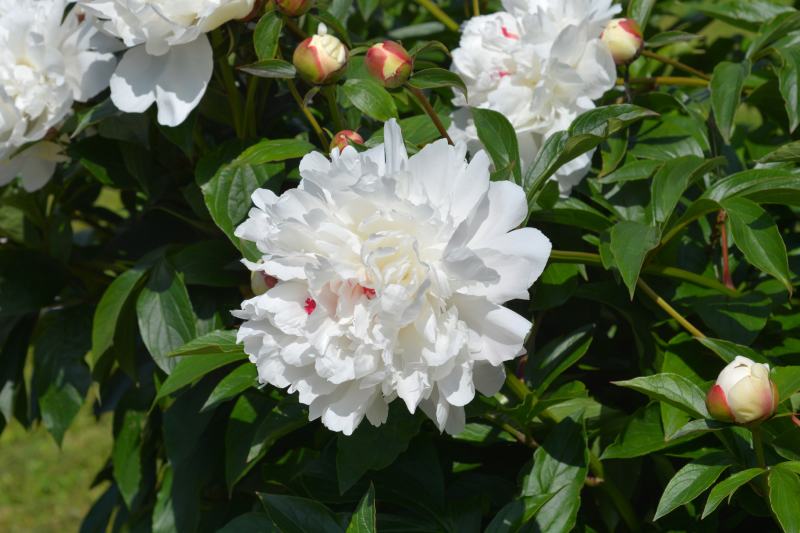 Festiva Maxima Peony (Paeonia lactiflora “Festiva Maxima”)