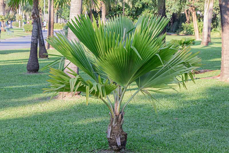 Fiji Fan Palm tree in a garden