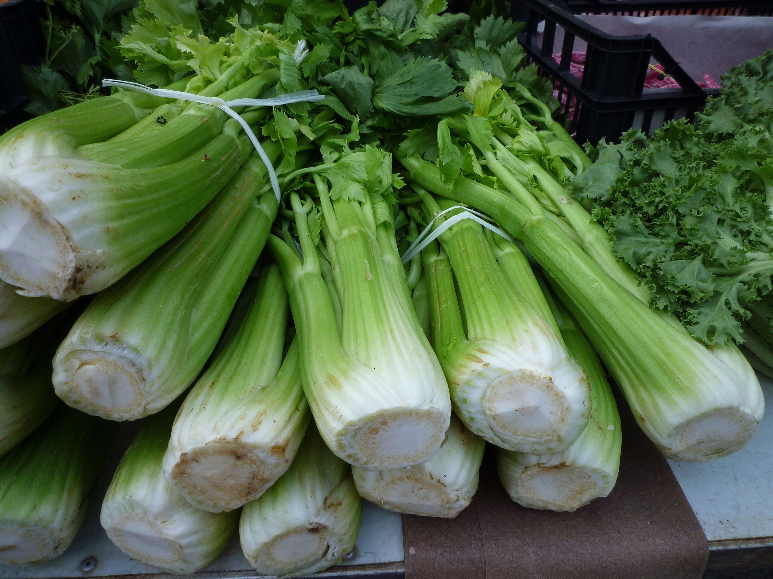 Flora 55 Celery