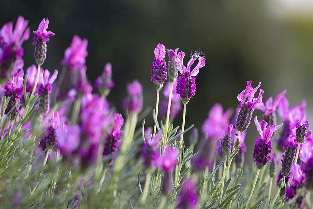 French lavender