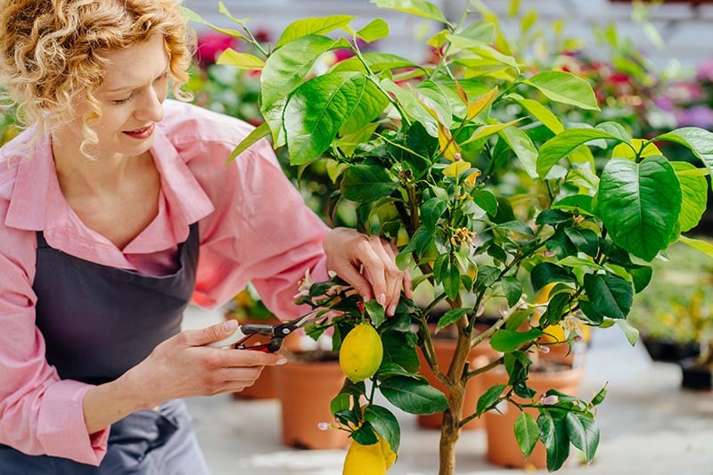 Gardener cultivates pruning lemon tree plant