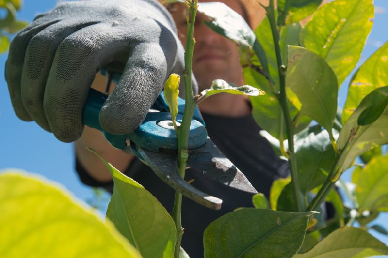 Gardener pruning a branch citrus tree in the garden