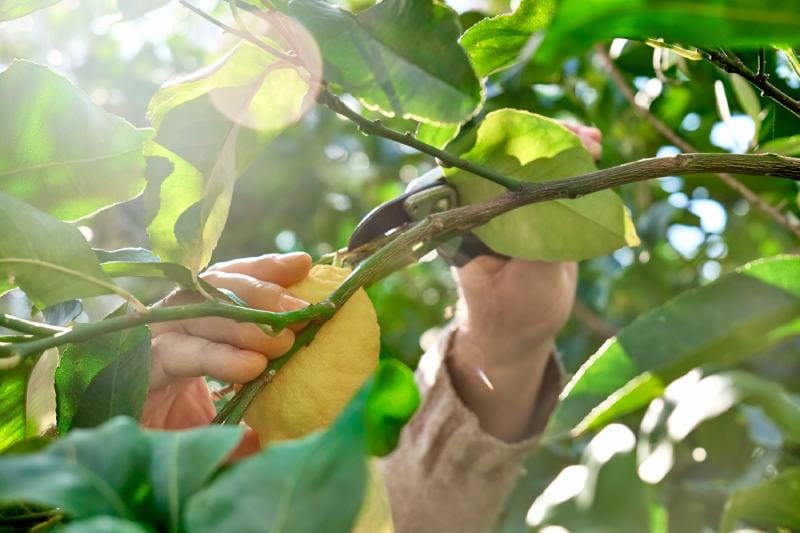 Gardener's hands pruning cutting lemon tree with pruning shears