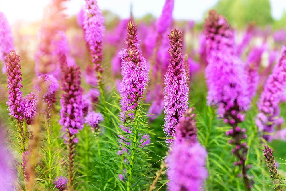 Gayfeather pink lavender