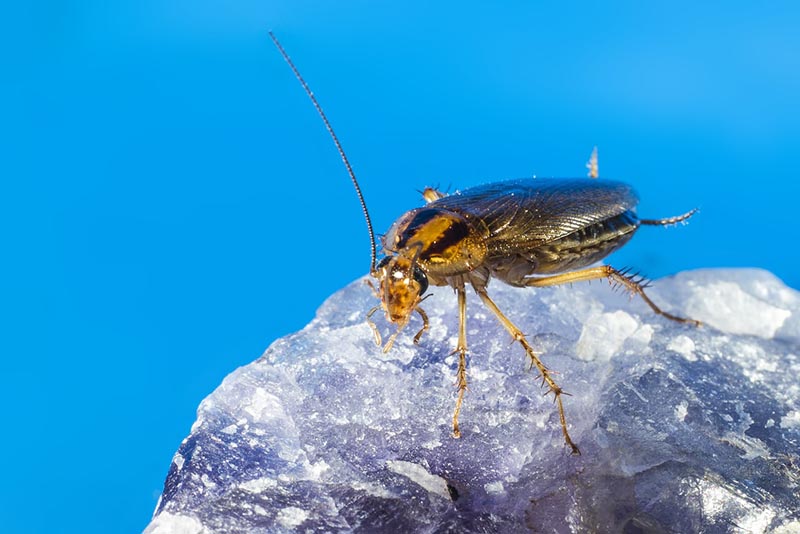 German Cockroach