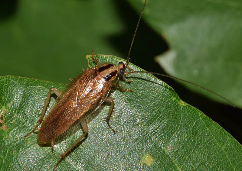 German Cockroach