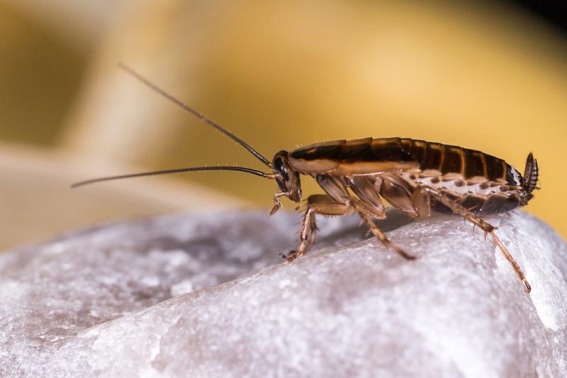 German Cockroach