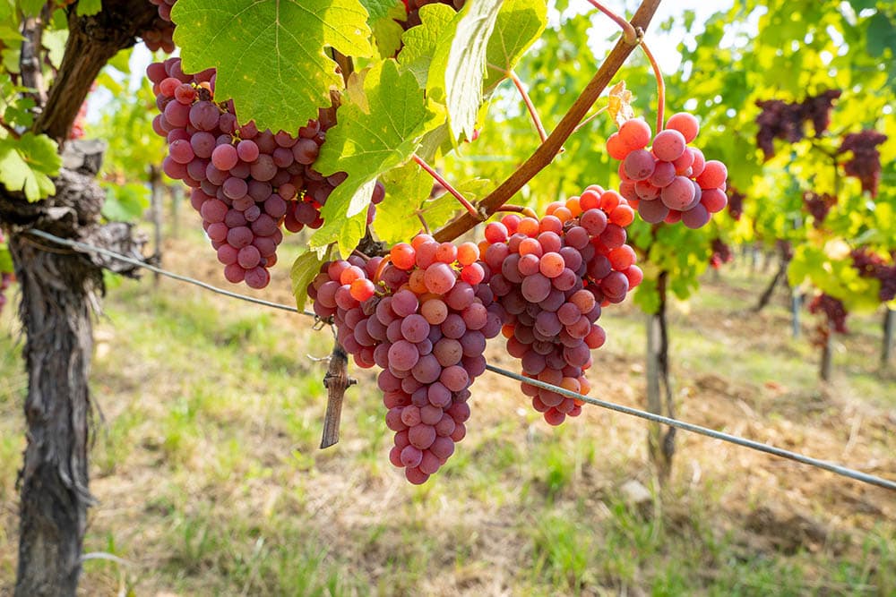 Gewurtztraminer grapes