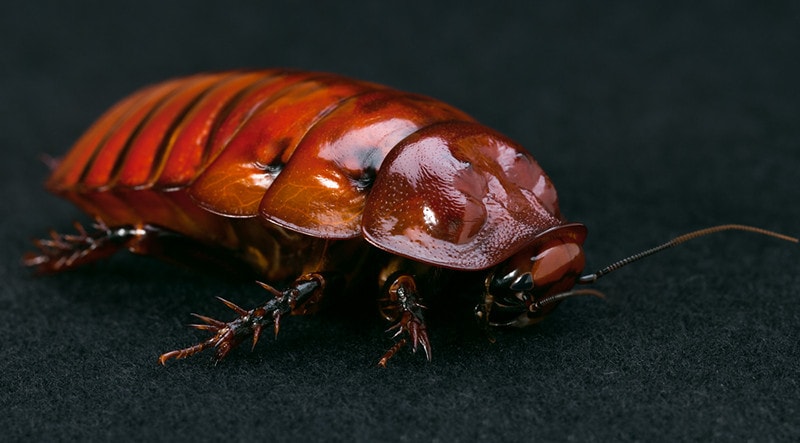 Giant Burrowing Cockroach