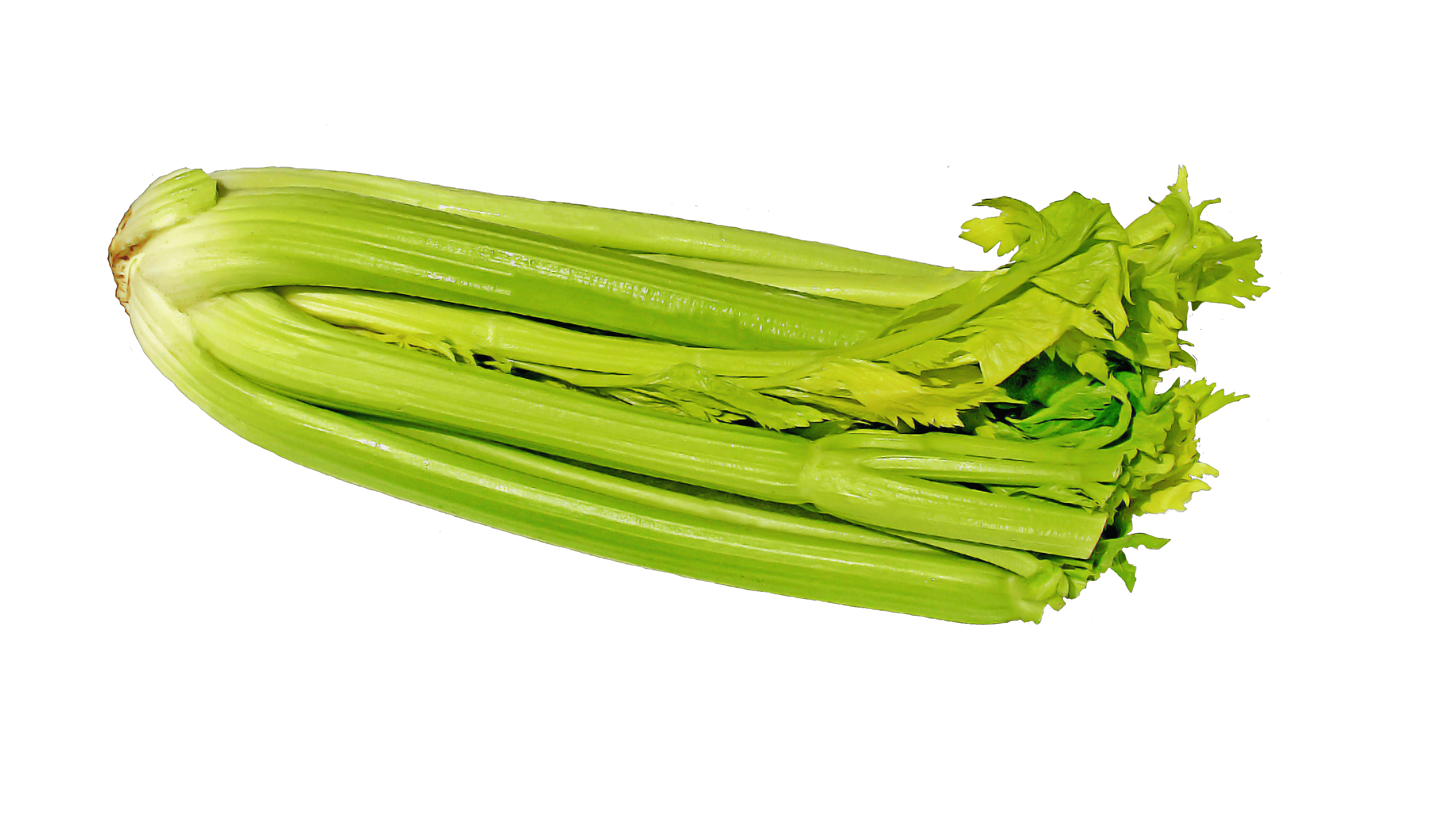 Giant Red Celery