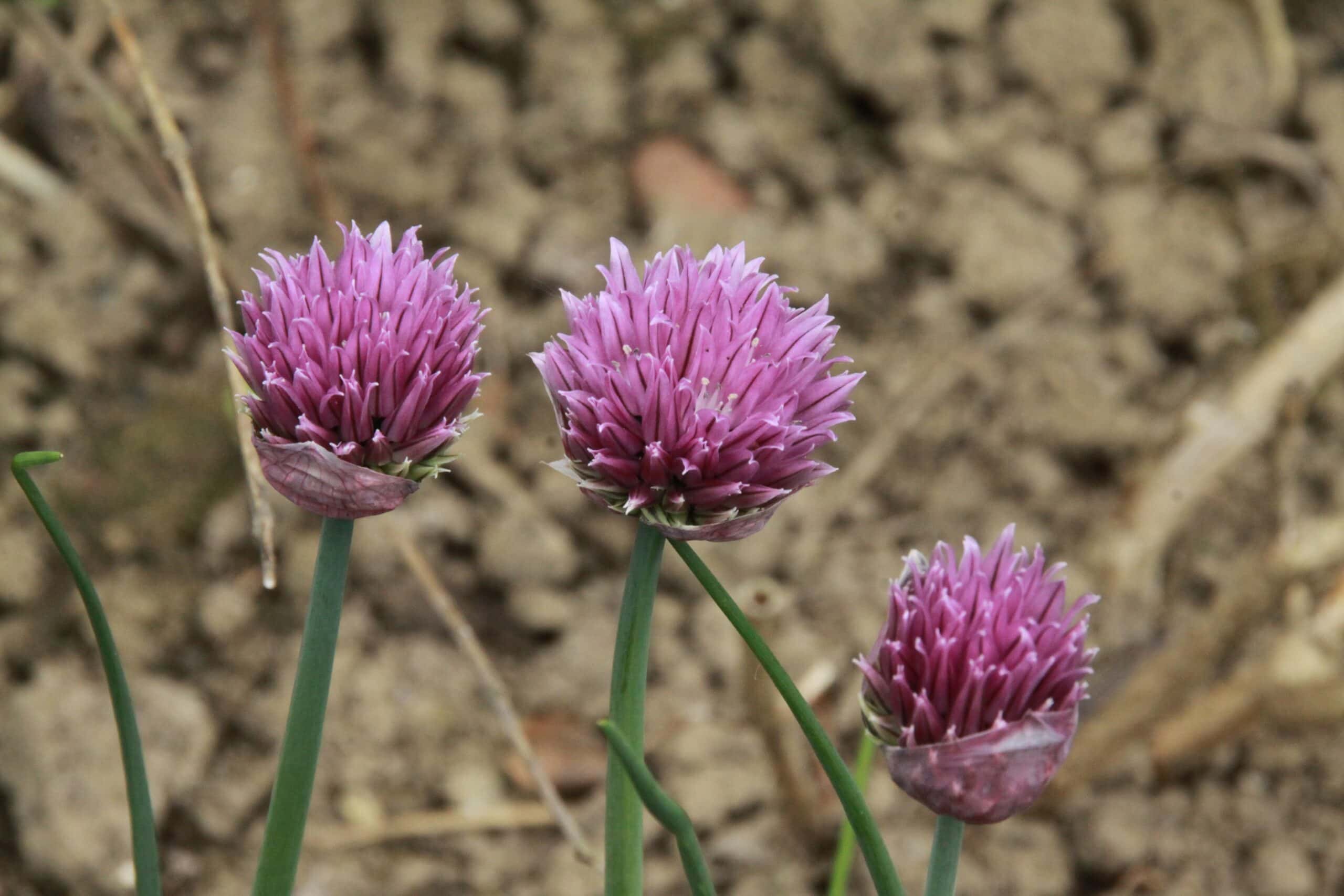 Giant Siberian Chives