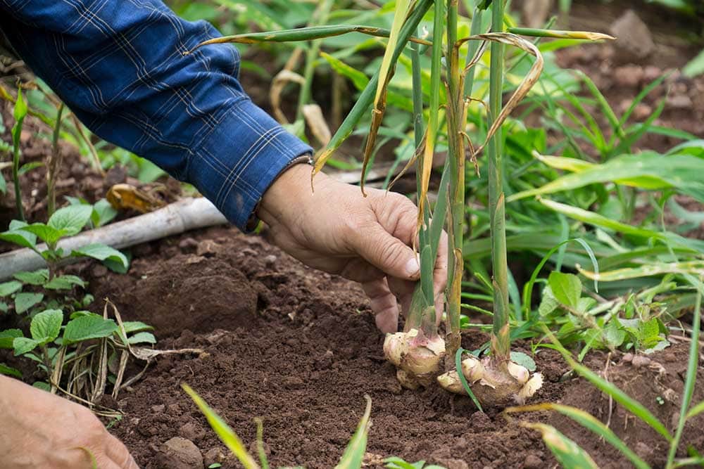 Ginger roots or Zingiber Officinale Rizoma harvested from organic field