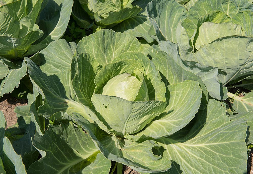 Golden acre cabbage