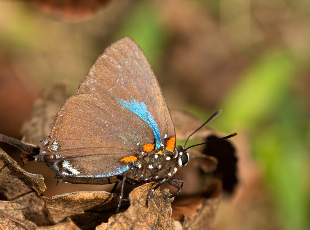 Great Purple Hairstreak
