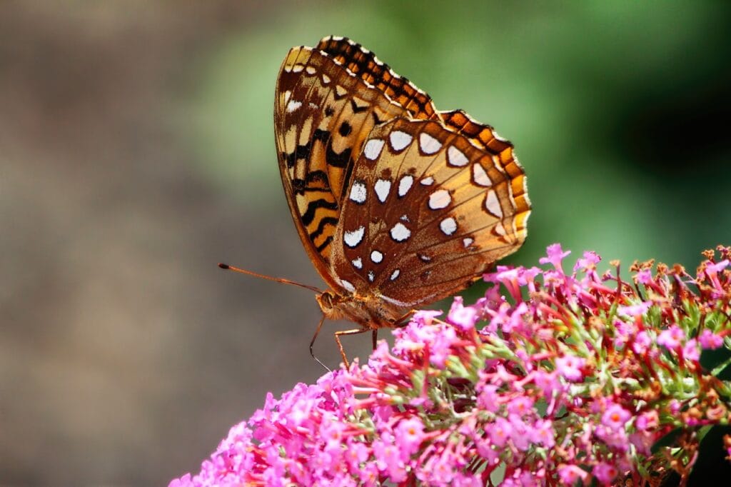 Great-Spangled Fritillary