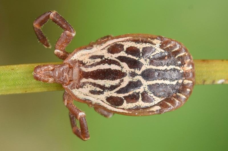 Gulf Coast Tick 