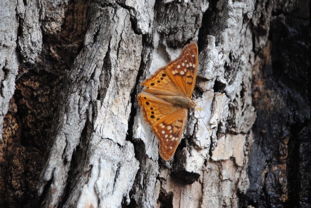 Hackberry Emperor Butterfly