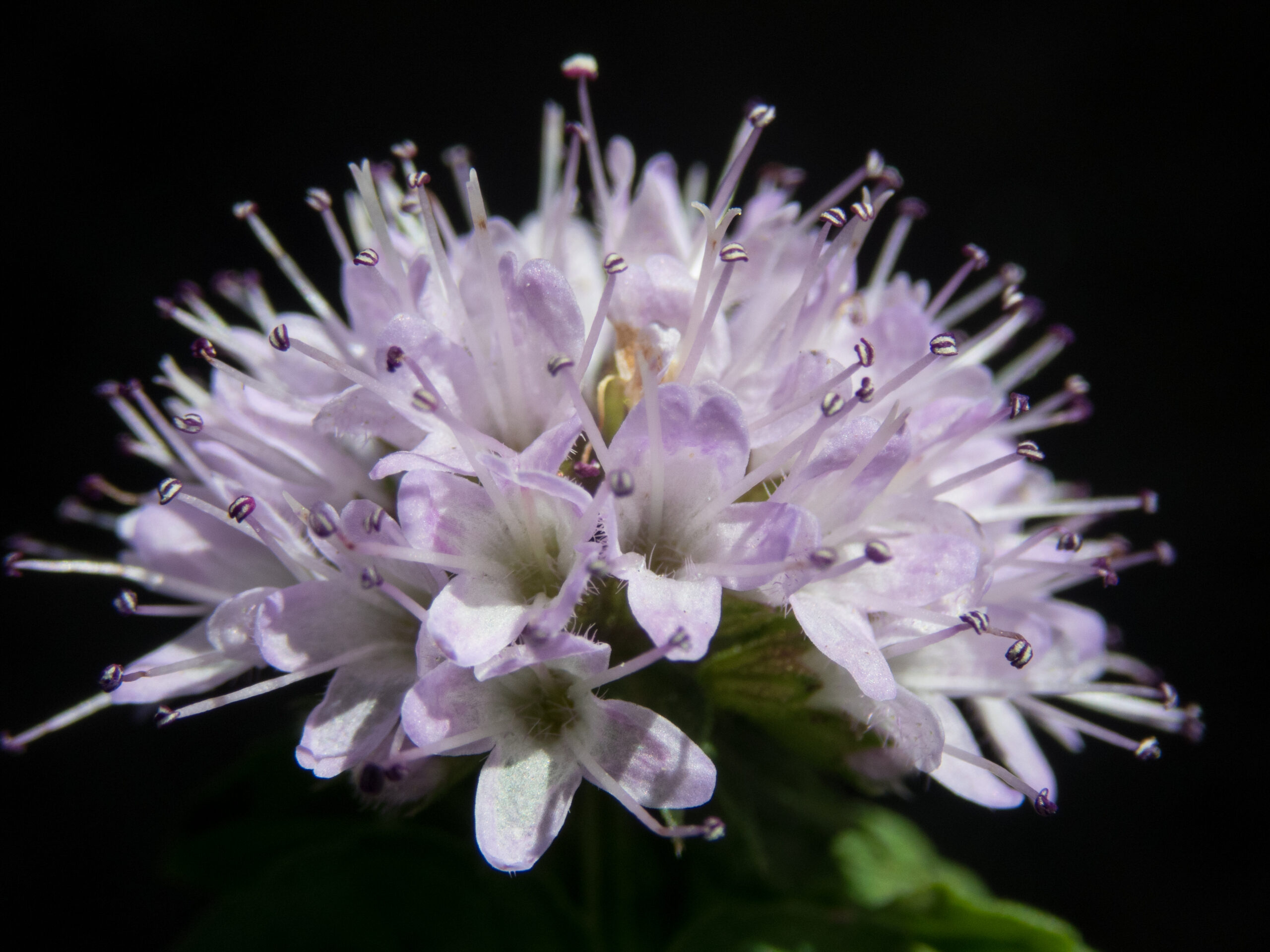 Hooker Chives